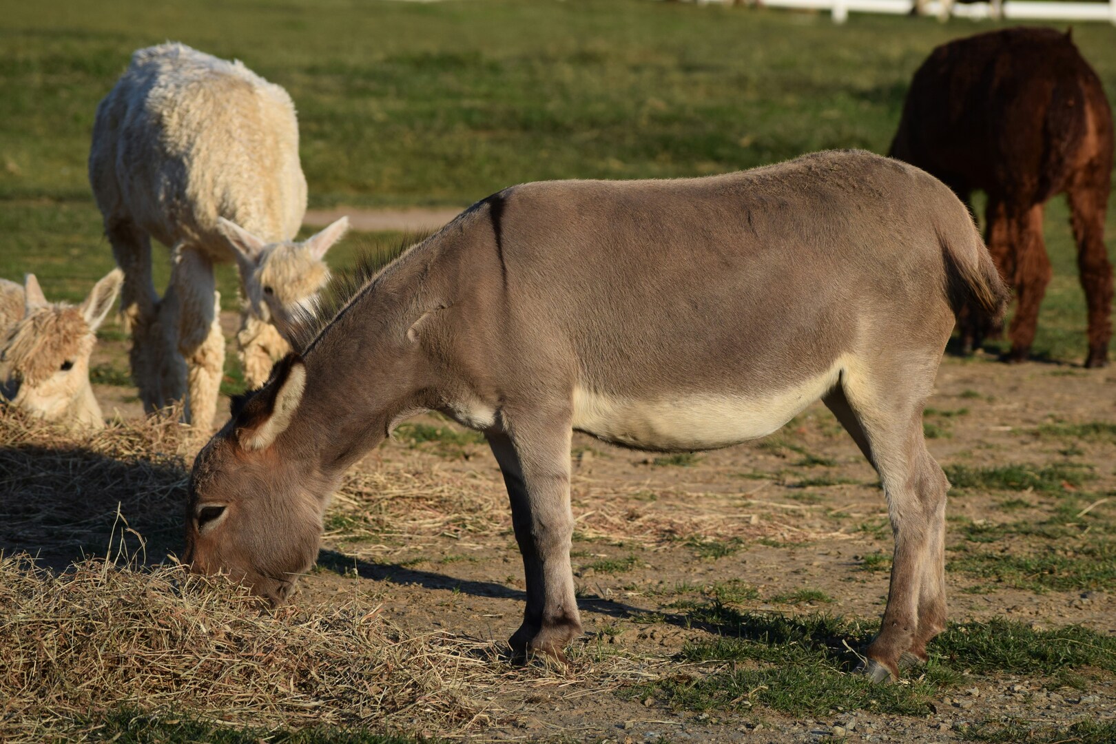Activités familiales sur l'Île de Ré